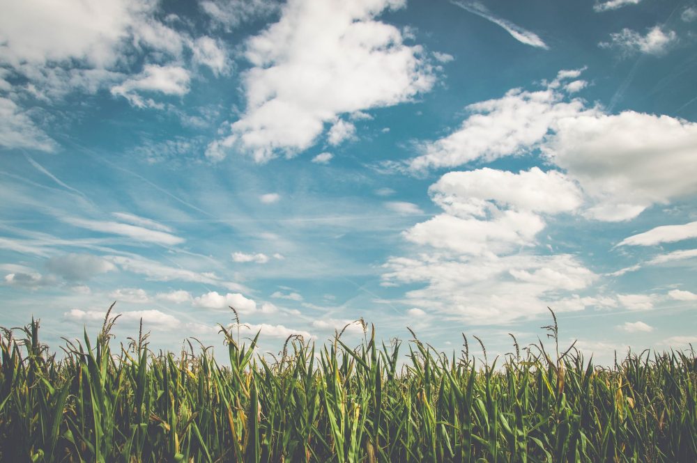 foto colorida de campo de milho com céu azul e nuvens